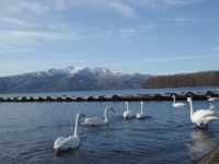 【こんな間近に】白鳥に癒される旅【屈斜路湖・砂湯】