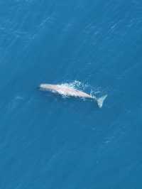 Soar Above the Ocean: Kaikōura’s Whale Watching by Plane