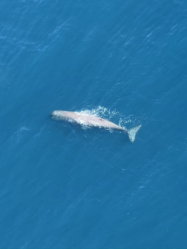 Soar Above the Ocean: Kaikōura’s Whale Watching by Plane