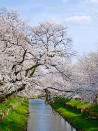 Kawagoe Cherry Blossoms– A Time-Warped Sakura Experience