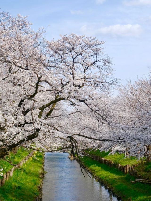 Kawagoe Cherry Blossoms– A Time-Warped Sakura Experience
