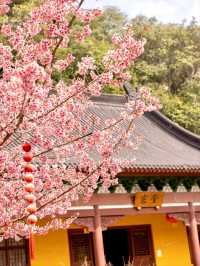 Cherry Blossoms at Daxiongjiang Temple, Liangzhu – A Hidden Gem in Full Bloom