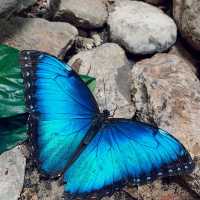 Butterfly Garden, Dubai