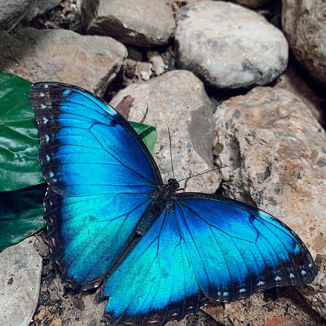 Butterfly Garden, Dubai