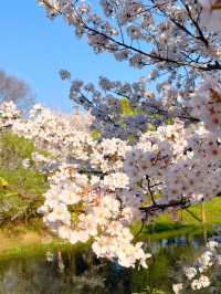 A Sea of Sakura: Gucun Park in Full Bloom