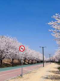 Misa Gyeongjeong Park: Hanam's Lakeside Spring Canvas