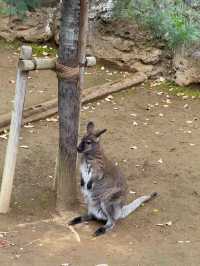 東京｜江戶川區自然動物園與行船公園一日遊