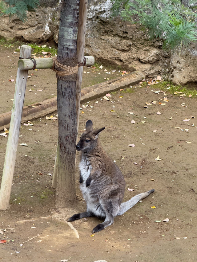 東京｜江戶川區自然動物園與行船公園一日遊