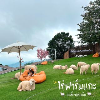 🐑 #ไร่ฟาร์มแกะ ภูทับเบิก☺️📌