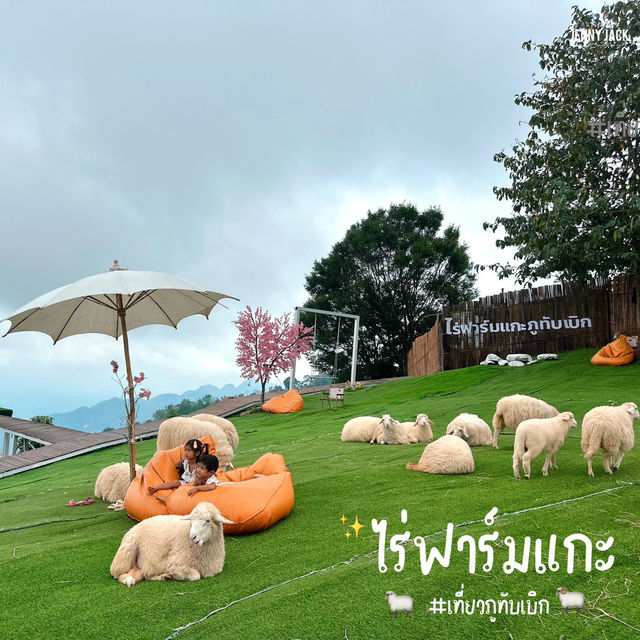 🐑 #ไร่ฟาร์มแกะ ภูทับเบิก☺️📌