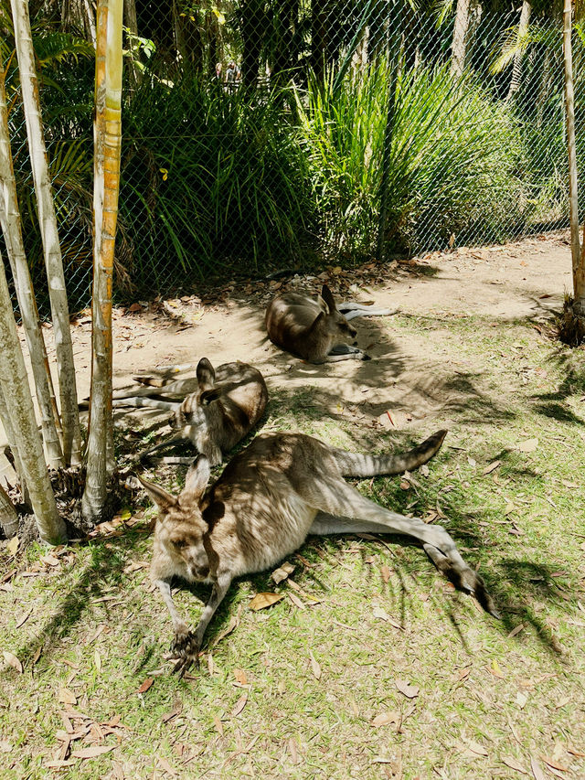 [オーストラリア観光] オーストラリア動物園 in QLD