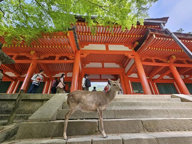 奈良~親親大自然，探訪可愛小鹿和歷史文化遺產的地方。