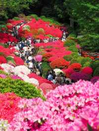 Sakura Reflections: Cherry Blossoms at Chidorigafuchi Moat