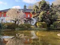 小石川植物園，東京大學附屬的賞櫻秘境