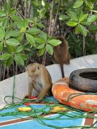 Monkey island Negombo, Sri Lanka 