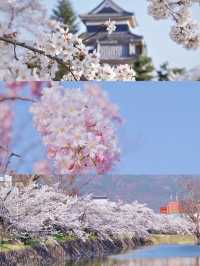 Matsumoto Castle Cherry Blossoms 🌸 