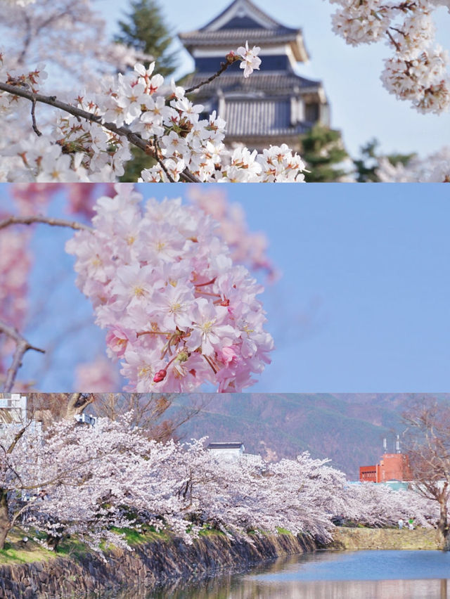 Matsumoto Castle Cherry Blossoms 🌸 