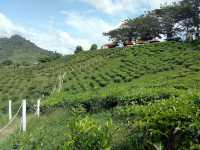 🌿✨ "Sabah Tea Resort: A Misty, Magical Escape in Borneo’s Tea Paradise!" ✨🌿  