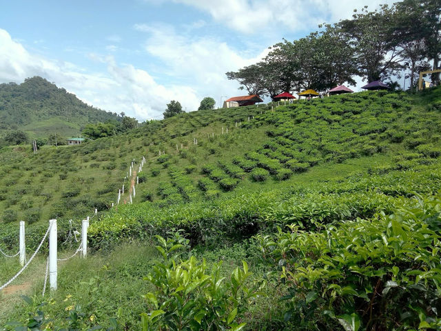 🌿✨ "Sabah Tea Resort: A Misty, Magical Escape in Borneo’s Tea Paradise!" ✨🌿  