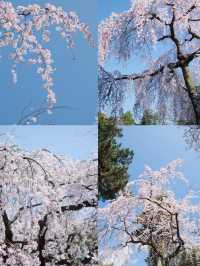 Kyoto Cherry Blossom Season | 2 Seriously Underrated Spots for Stunning Weeping Cherry Blossoms 🌸