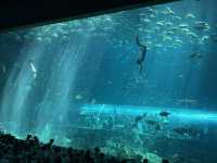 富國島珍珠樂園｜美人魚show必睇