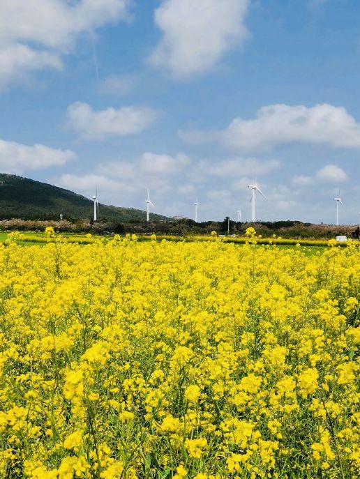 After the Seogwipo Canola Flower Festival, Jeju