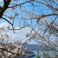 海と空の水色、桜のピンク。コントラストが美しい。