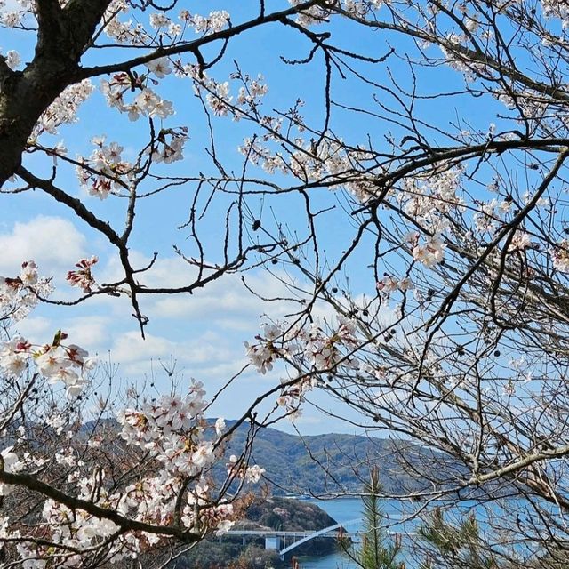 海と空の水色、桜のピンク。コントラストが美しい。