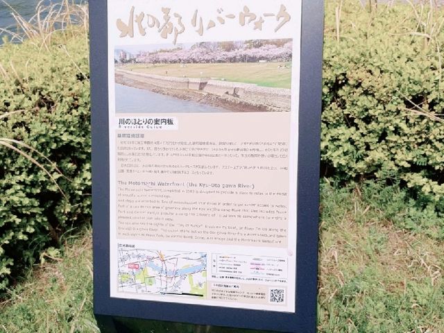 廣島賞櫻：舊太田川河道櫻花