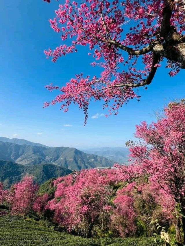 春意盎然的景象無量山櫻花谷