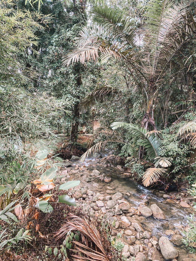 Nature's Therapy 🌿🌱🌳