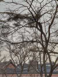 A Royal Winter Stroll: Discovering Gyeongbokgung Palace in December