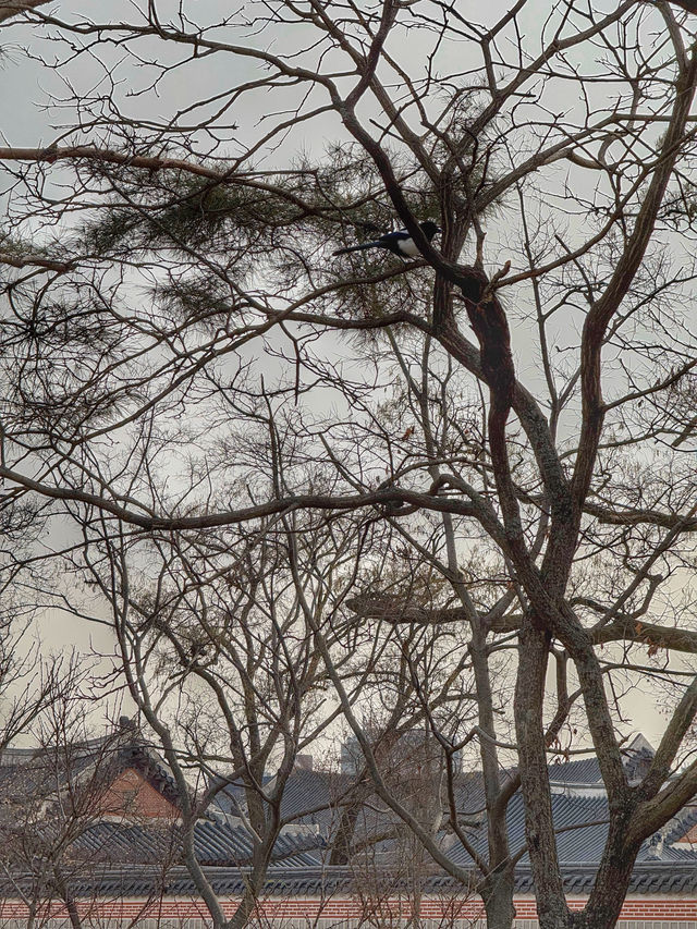 A Royal Winter Stroll: Discovering Gyeongbokgung Palace in December