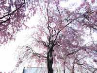 “The Scholar’s Garden: Hokkaido University in Bloom” 