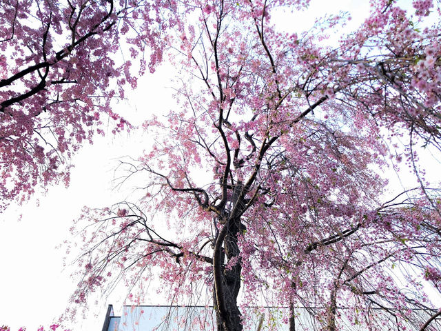 “The Scholar’s Garden: Hokkaido University in Bloom” 