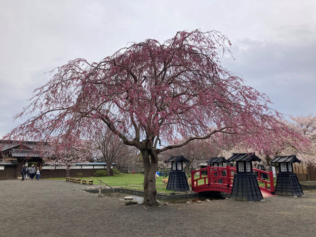 “The Last Sakura: Matsumae’s Whispering Spring”