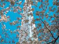 Title: Spring Magic in Seoul – Yeouido Cherry Blossom Festival