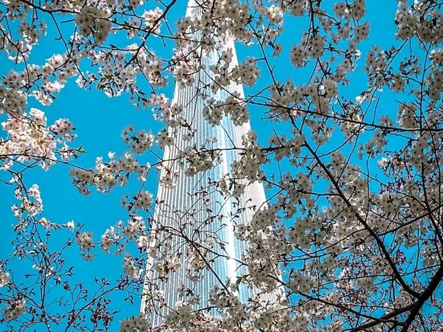 Title: Spring Magic in Seoul – Yeouido Cherry Blossom Festival