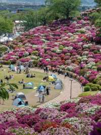 💮 Fukui • Nishiyama Park — A Sea of Azaleas in Full Bloom