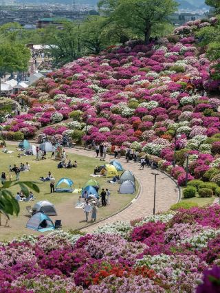 💮 Fukui • Nishiyama Park — A Sea of Azaleas in Full Bloom