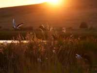 a peaceful place for walking, birdwatching, or a picnic