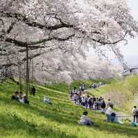 日本賞櫻天花板-白石川堤一目千本櫻