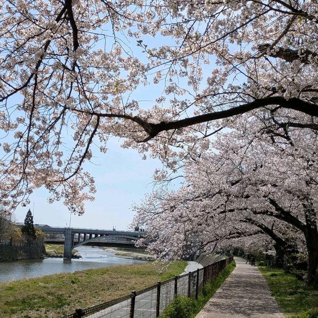 Inshin Bridge, Sakura by the River 🌸