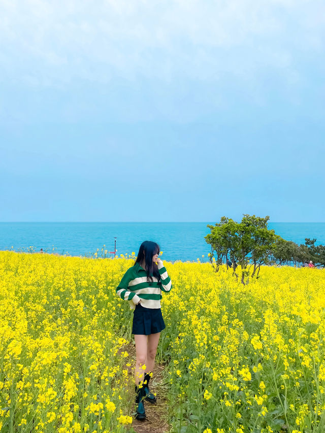 바다와 노란 물결을 한 눈에 담을 수 있는 명소