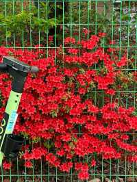 Gwangju: A Quiet Bloom in Korea’s Artistic SoulLocation: Gwangju, South Korea