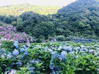 台北｜陽明山繡球花季起跑 一個月花期限定絕美花海