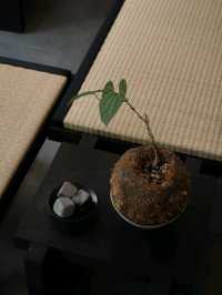 (Á) The Matcha Space