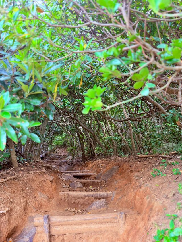 糸島龍貓森林