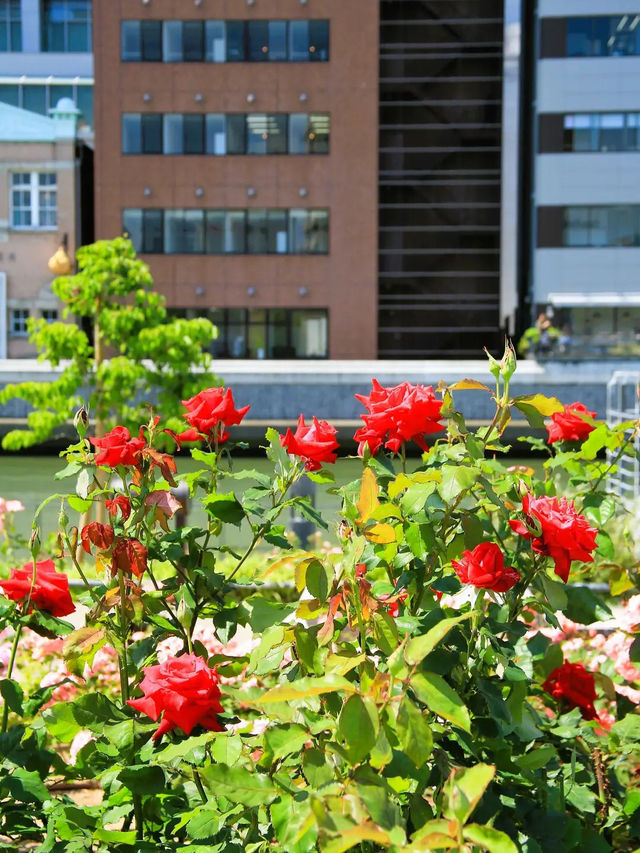 Nakanoshima Park – Where Nature Meets Culture in Osaka