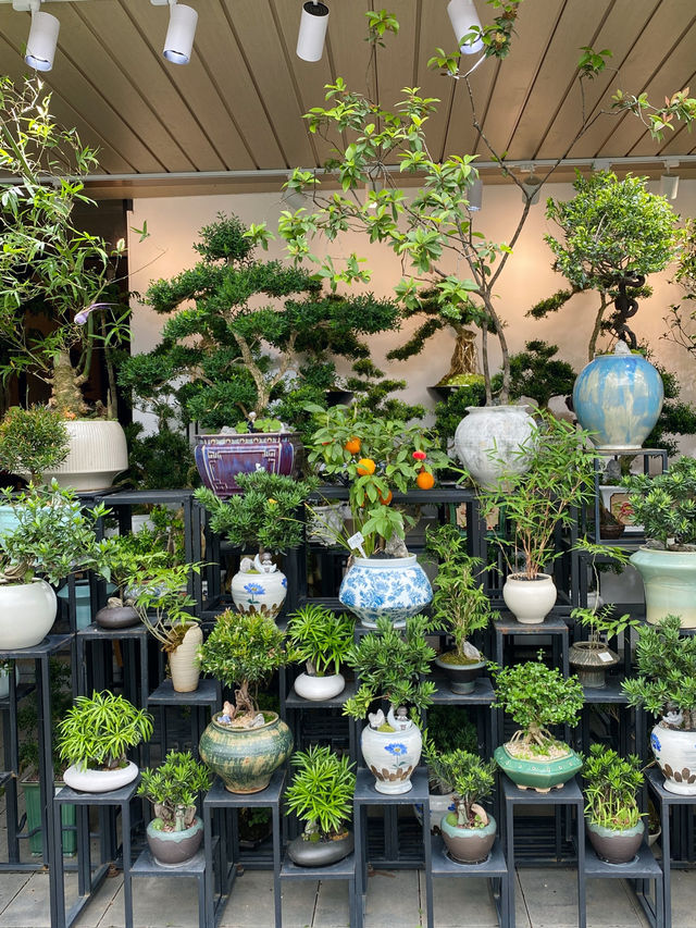 深圳｜荷蘭花卉小鎮🌸💐🌼